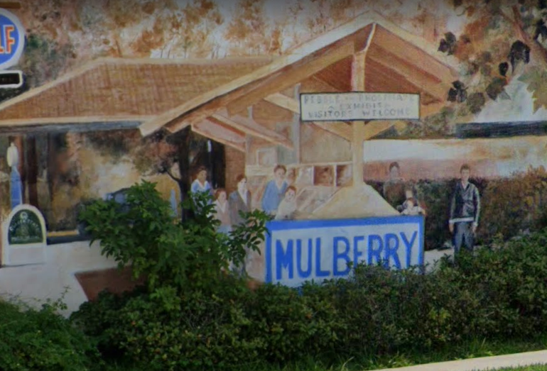 Mulberry photo